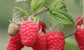 ветвь малины Руби бьюти с плодами