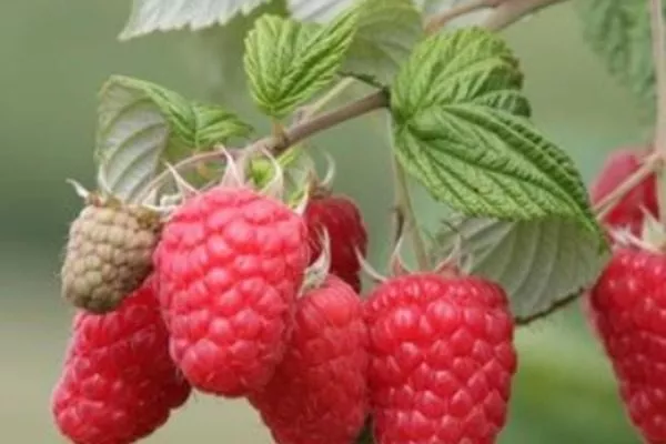 ветвь малины Руби бьюти с плодами