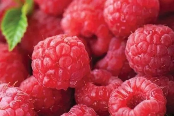 урожай сорта Руби бьюти