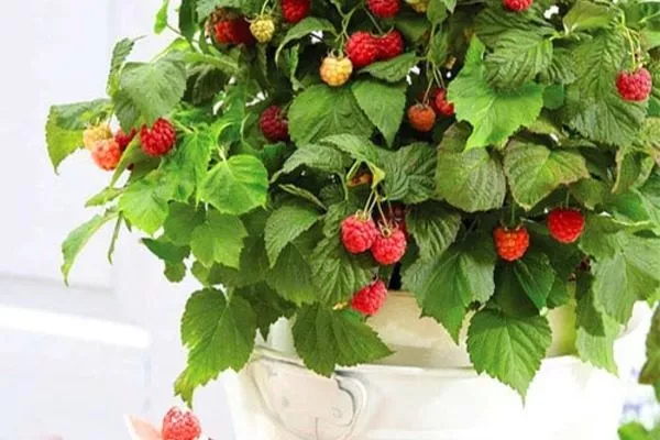 малина сорта Руби бьюти