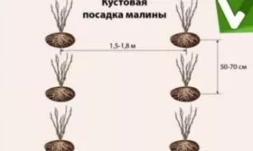ямочная схема посадки малины Руби бьюти
