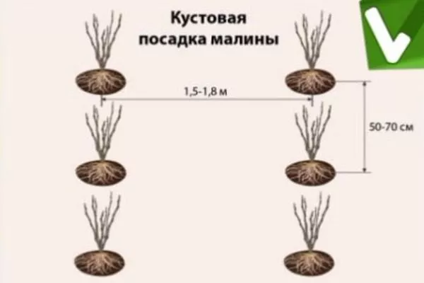 ямочная схема посадки малины Руби бьюти