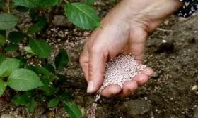 подкормка малины Руби бьюти