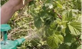 обработка малины Руби бьюти от болезней