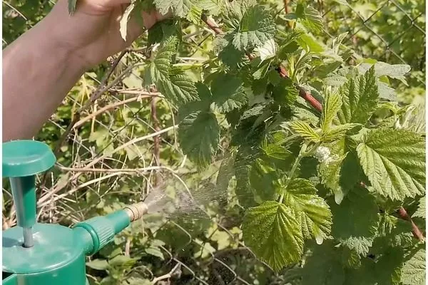 обработка малины Руби бьюти от болезней