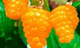 малина Золотые купола