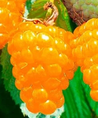 малина Золотые купола