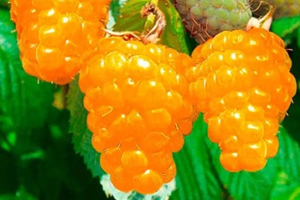 малина Золотые купола