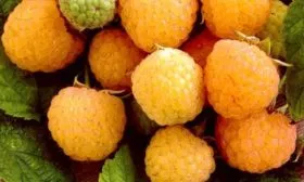 урожай малины Золотые купола