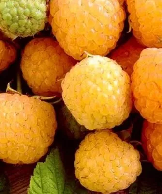 урожай малины Золотые купола