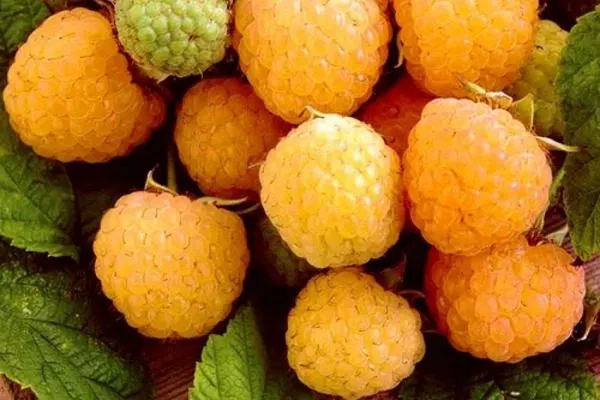 урожай малины Золотые купола