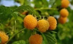 ягоды малины Золотые купола