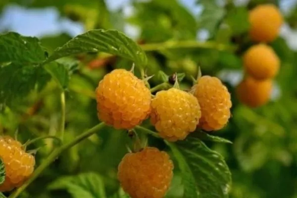 ягоды малины Золотые купола