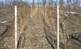 посадка малины Золотые купола