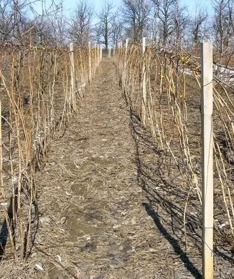 посадка малины Золотые купола