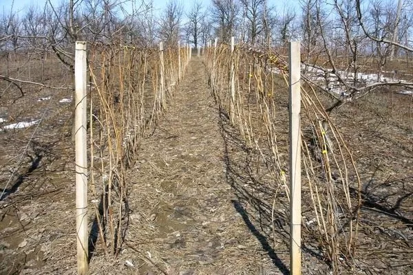 посадка малины Золотые купола