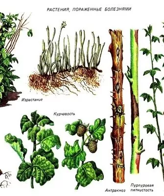 болезни, от которых страдает малина Золотые купола
