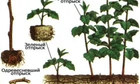 способы размножения малины Золотые купола