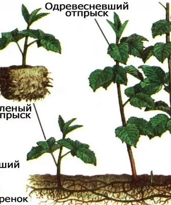 способы размножения малины Золотые купола