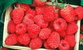 Урожай малины Краса России