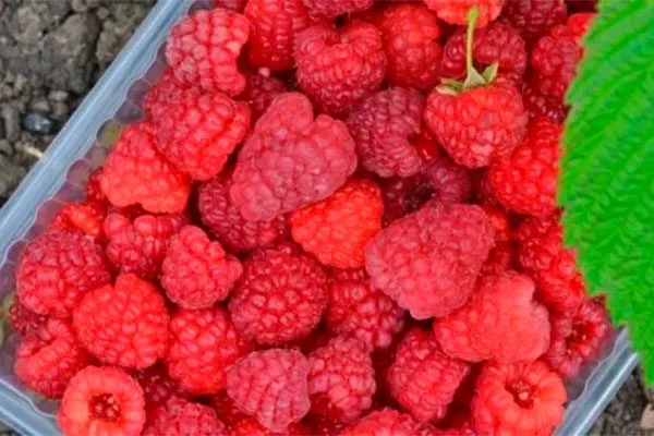 Как хранить