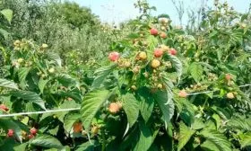 Куст и ветви