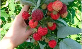 Малина Бабье лето15