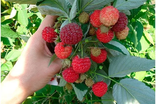 Малина Бабье лето15