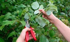 Малина Бабье лето17