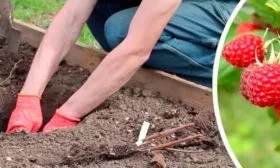 Малина Бабье лето19