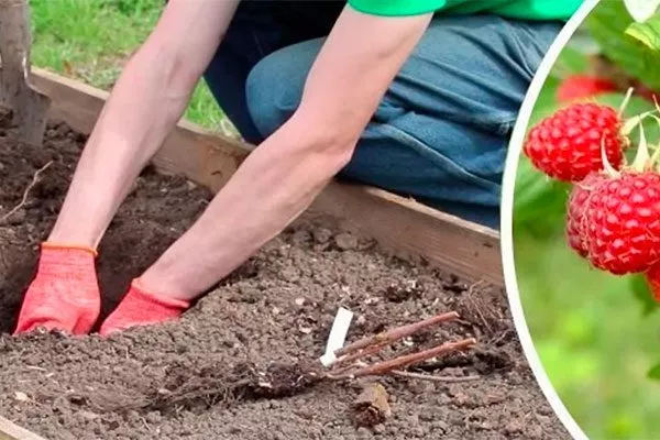 Малина Бабье лето19