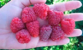 Малина Бабье лето4