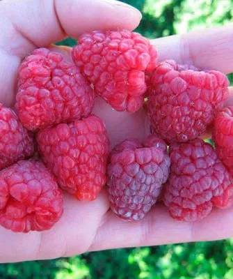 Малина Бабье лето4