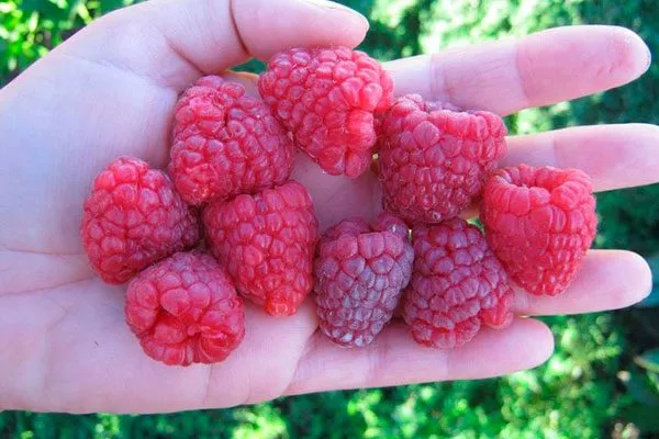 Малина Бабье лето4