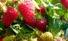 Представление о сорте