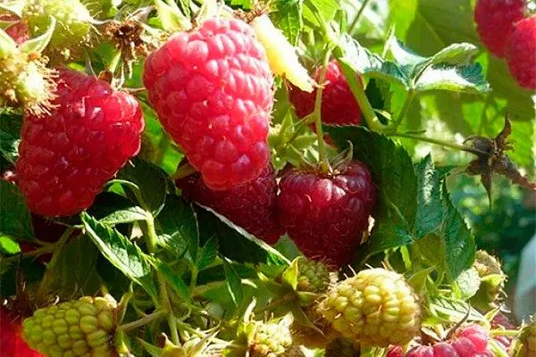 Представление о сорте