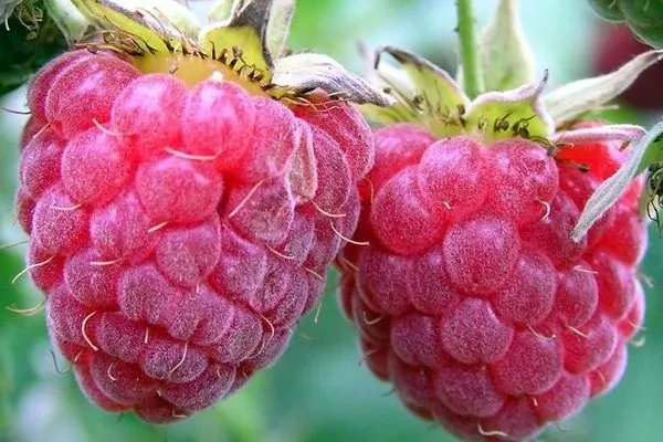 малина Бальзам