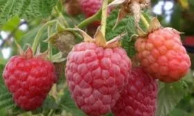 малина Бригантина