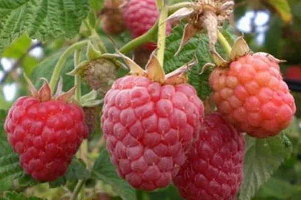 малина Бригантина