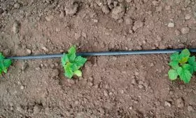 Малина Бриллиантовая капельный полив