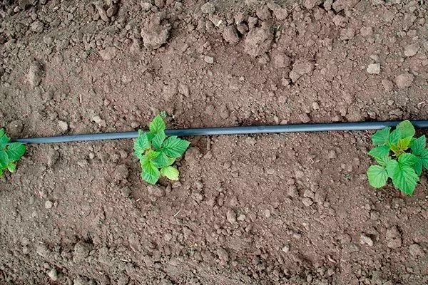 Малина Бриллиантовая капельный полив