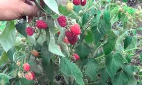 Малина Бриллиантовая куст