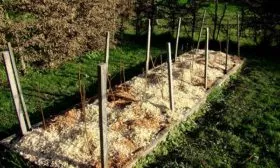 Малина Бриллиантовая мульчирование