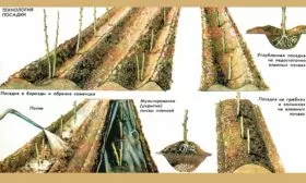 Малина Бриллиантовая посадка в траншеи