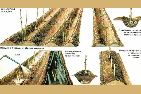 Малина Бриллиантовая посадка в траншеи