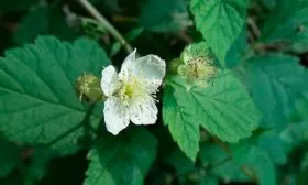 Малина Бриллиантовая цветение
