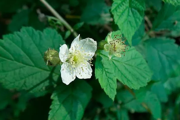 Малина Бриллиантовая цветение