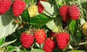 Малина Бриллиантовая урожайность