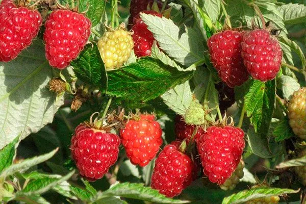 Малина Бриллиантовая урожайность