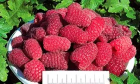 Малина Бриллиантовая в чашке